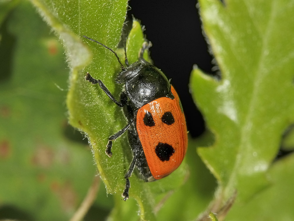 Chrysomelidae:  Cryptocephalus loreyi, femmina